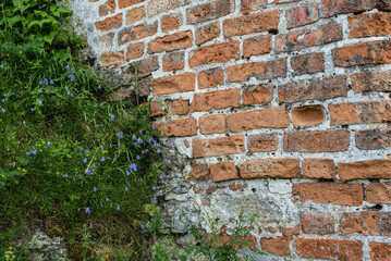 beautiful historic brick wall and bluebell flowers