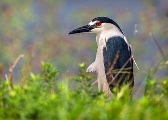 Fototapeta premium Black-crowned Night Heron along the nature trail in Pearland, Texas