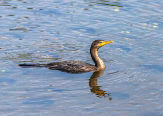 Double-crested Cormorant in Clear Creek along the Shadow Creek Ranch Nature Trail in Pearland, Texas