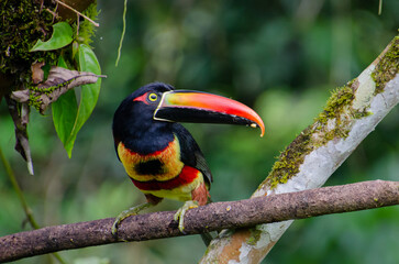 Tucan