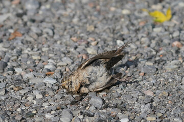 Dead house wren hit by a car