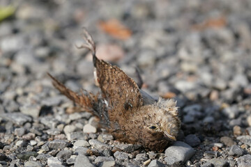 Dead house wren hit by a car