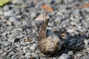 Dead house wren hit by a car