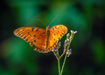 Gulf Fritillary on Brazilian Vervain along the Shadow Creek Ranch Nature Trail in Pearland, Texas