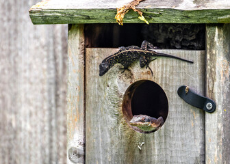 A sneaky Brown Anole and a Green Anole in the backyard