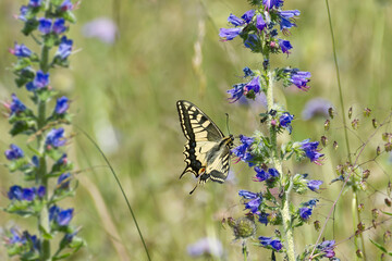 Old World Swallowtail or common yellow swallowtail (Papilio machaon) sitting on blueweed in Zurich,...