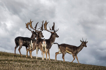 Adult fallow deer herd under stormy skies, a young male seemingly cast out. This striking image...
