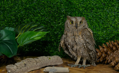 A live wild owl against a green background. The owl has large, bright yellow eyes and brown...