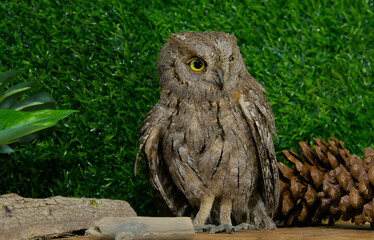 A live wild owl against a green background. The owl has large, bright yellow eyes and brown...