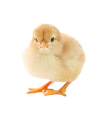 Obraz premium One cute chick isolated on white. Baby animal