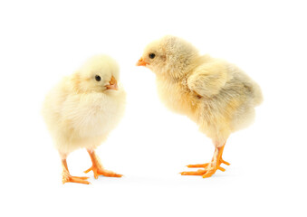 Two cute chicks isolated on white. Baby animals