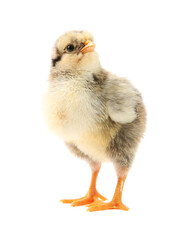 One cute chick isolated on white. Baby animal