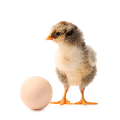 Cute chick and egg isolated on white. Baby animal