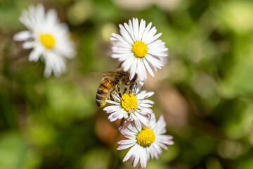 Obraz premium ape, vista da sopra, mentre impollina e si nutre da alcuni fiori bianchi e gialli, di giorno, illuminata dalla luce del sole, in un ambiente, naturale, su sfondo verde e sfuocato