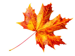 Fototapeta premium A single vibrant orange and yellow maple leaf isolated on a black background. The leaf is detailed and intricate, showcasing the beauty of autumn foliage.