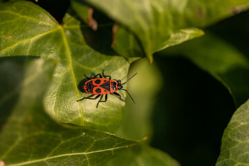 piccolo insetto di colore rosso e nero, fermo su una foglia verde visto di schiena, da sopra, di giorno