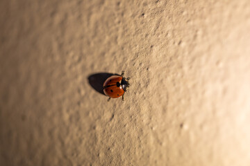 coccinella color rosso e nero su muro arancione chiaro