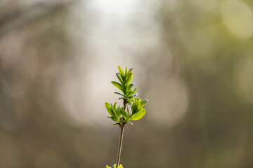 piccolissimo germoglio con foglie verdi cresciute da un sottile ramo di una pianta, su sfondo chiaro e sfuocato con effetto bokeh, di giorno, in primavera