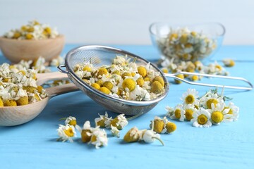 Dry and fresh chamomile flowers on light blue wooden table