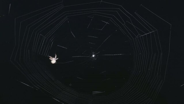 Spider weaving a web and catching prey at night, lit by a light with dark black sky behind. Shot in time-lapse over about one hour. Arachnid orb weaver garden spider spinning silk in a spiral pattern.