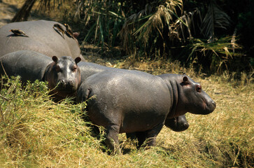 Hippopotame, Hippopotamus amphibius, Parc national de Manyara ,Tanzanie