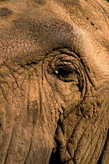 &Eacute;l&eacute;phant d'Afrique, Loxodonta africana, Parc national Kruger, Afrique du Sud