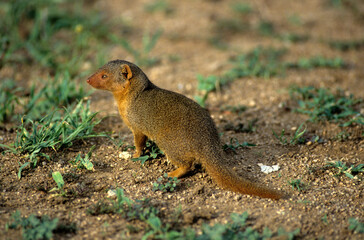 Mangouste naine, Helogale parvula, Afrique de l'Est