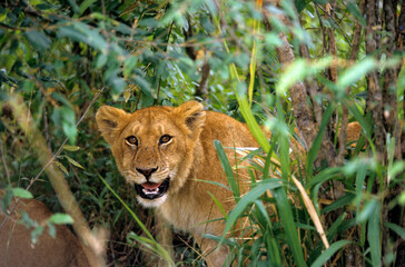 Lionceau, Panthera leo