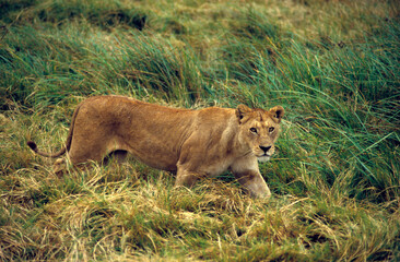 Lionne, Panthera leo, Kenya
