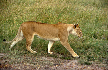 Lionne, Panthera leo, Kenya