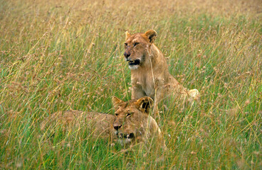 Lionne, Panthera leo, Kenya