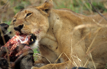 Lionne, Panthera leo, Kenya
