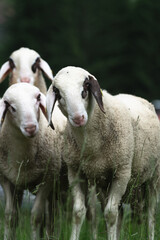 sheep stands in a lush green meadow. Its woolly coat is fluffy and white, and it gazes calmly at the camera with its gentle, dark eyes.