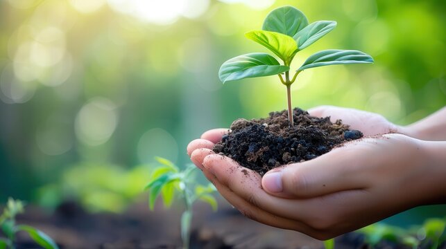 hands gently holding seedling ready for planting environmental protection and sustainability concept