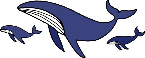 Group of humpback whales, marine animals Mammals