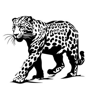 black and white leopard walking clip art preview
