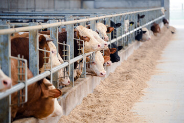 Dairy farm cows indoor in the shed