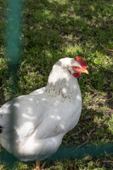 Close up of a white feathered chicken