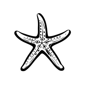 recommend clip art: Starfish