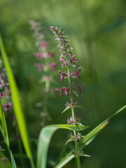 Wald Impressionen, Eindrücke Entdeckungen