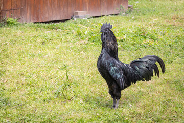 Close up of a black feathered cockrell