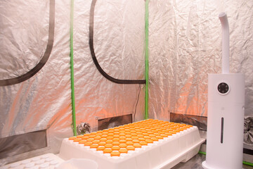 Plant cloning trays and humidifiers in reflective and enclosed humidity chambers. Hydroponic Cloner Aeroponic Tray with Humidifier for planting and seedlings. Cultivation of cannabis plants.