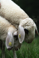 sheep stands in a lush green meadow. Its woolly coat is fluffy and white, and it gazes calmly at the camera with its gentle, dark eyes.