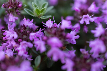 Macrophotographie de fleurs