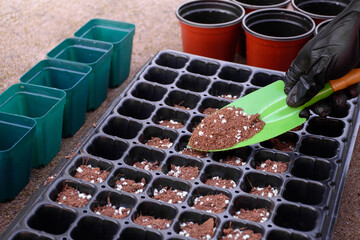 Hand holding a shovel is adding fertilized soil to a planting tray or planting pot in preparation...