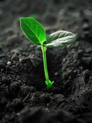 A small green plant starts to grow out of the ground, symbolizing new life and hope