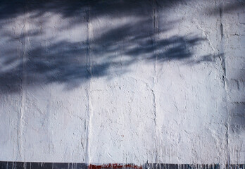 Tree shadows on white grunge wall backdrop