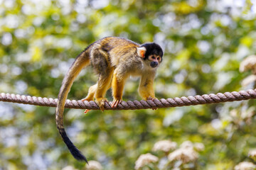 Black capped squirrel monkey, Saimiri boliviensis, climbing on a rope. A New World monkey native to the upper Amazon basin in Bolivia, western Brazil and eastern Peru.