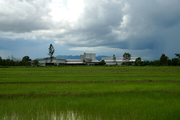 Fototapeta premium rice mill and beauty of the scenery in the rice fields