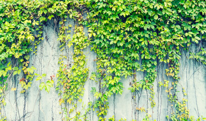 Ivy Creeper colorful leaves on a wall of a house © xiaoliangge